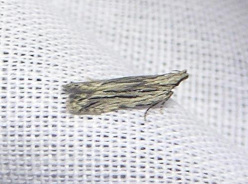 Réf. 323 953 : Anarsia innoxiella